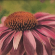 echinacea flower painting