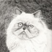 Persian kitten pet portrait