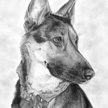 German Shepherd Pet Portrait