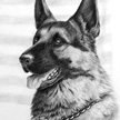 Police Dog Pet Portrait
