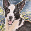 pet portrait of husky dog