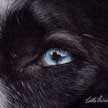 husky eye reflection portrait pastel painting
