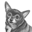 chihuahua pet portrait