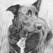 pencil drawing of border collie lab mix
