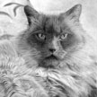 Himalayan cat pet portrait