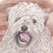 drawing of soft coated wheaton terrier