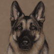 pastel portrait of german shepherd dog