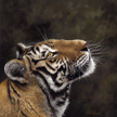 siberian tiger painting