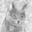 cat drawing portrait