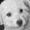 pet portrait of terripoo mix dog 
