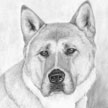 dog portrait in pencil of japanese akita