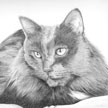 Russian blue cat pet portrait