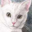 white cat portrait pastel painting