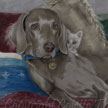 Weimeraner pet portrait painting in pastel