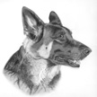 pet portrait drawing of german shepherd dog