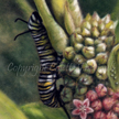monarch caterpillar larva painting in pastel