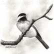 black capped chickadee drawing in charcoal
