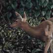deer doe painting 