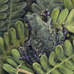 gray tree frog painting