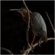 green heron painting in pastel by Colette Theriault