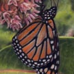 Monarch butterfly on milkweed painting in pastel