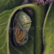 Monarch chrysalis pupa on milkweed painting in pastel
