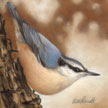 female nuthatch painting in pastel