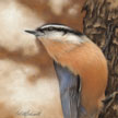 male nuthatch painting in pastel