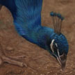 bird painting of peacock