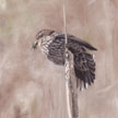 red winged blackbird female on catail painting pastel