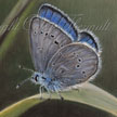 Silvery Blue Butterfly Painting 
