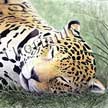 jaguar painting