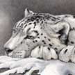 snow leopard big cat art drawing