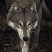 stalking wolf painting in pastel