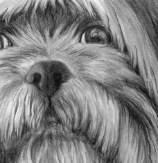 detailed dog portrait