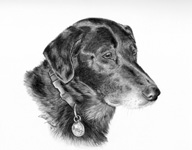 Black Labrador Retriever Dog Pet Portrait Artists