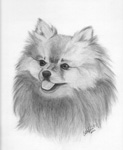 Detailed Original Pencil Drawings &  Paintings Dog Pet Portrait Artist