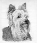 Detailed Pencil Drawings &  Paintings Dog Pet Portrait Artist