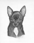 Affordable Original Pencil Drawings &  Paintings Dog Pet Portrait Artist