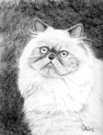 Pet Portraits Cat Artist