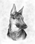 dog portrait with subtle background