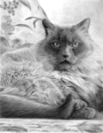 Cat Pet Portraits
