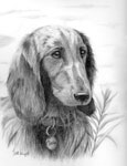 Original Pencil Drawings &  Paintings Animal Pet Portrait Artist