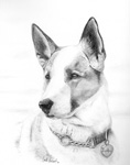 Original Pencil Drawings &  Paintings Dog Pet Portrait Artist