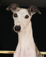 Whippet Dog Picture