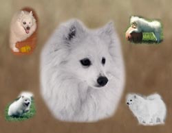 American Eskimo dog mock image