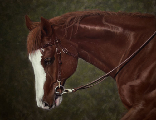 Appaloosa horse portrait in pastel
