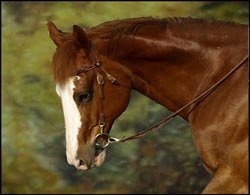 Appaloosa Horse reference image