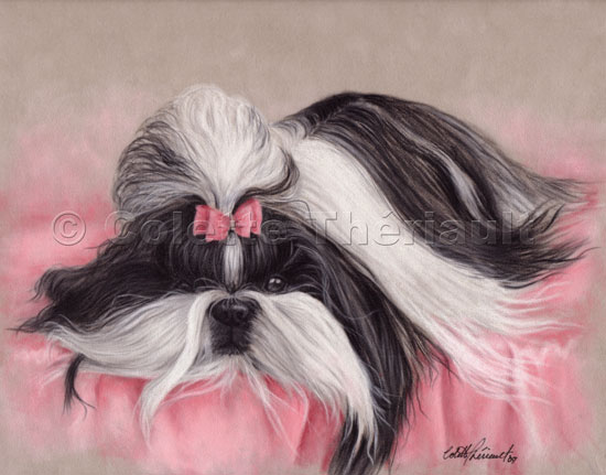 Shih Tzu Dog pastel painting-Pet Portraits