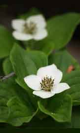 reference photo of Canada Bunchberry